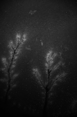 Ice Trees Ice Trees